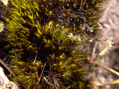 Campylopus atrovirens