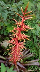 Tillandsia guatemalensis