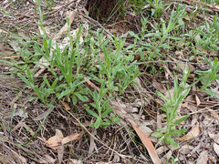 Coronidium scorpioides