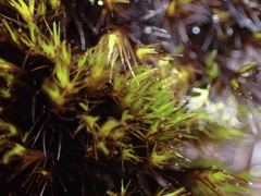 Campylopus atrovirens