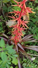 Tillandsia guatemalensis