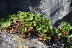 Heuchera mexicana mexicana