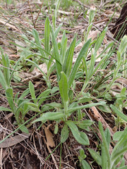 Coronidium scorpioides