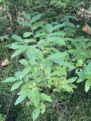 Vaccinium myrtilloides