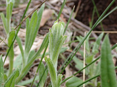 Coronidium scorpioides