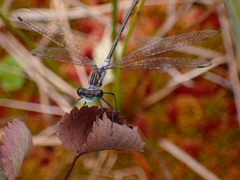 Lestes disjunctus