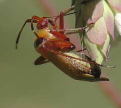 Adelphocoris vandalicus
