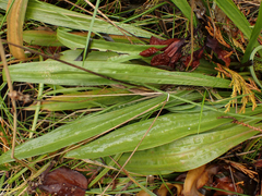 Plantago macrocarpa