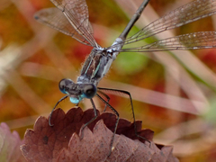 Lestes disjunctus