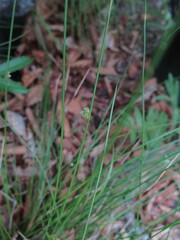 Juncus decipiens