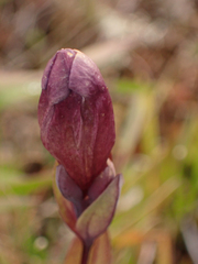 Gentiana sceptrum
