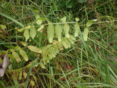 Vicia gigantea
