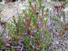 Empetrum nigrum