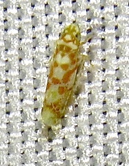 Dikrella maculata