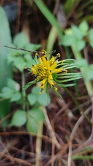 Bidens riparia