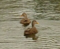 Anas platyrhynchos × fulvigula