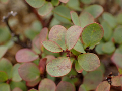 Vaccinium uliginosum