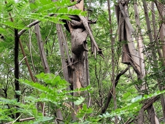 Sciurus niger limitis