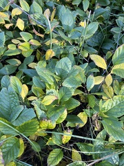 Rhamnus alnifolia