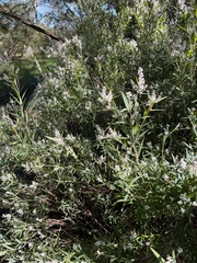 Leucopogon australis