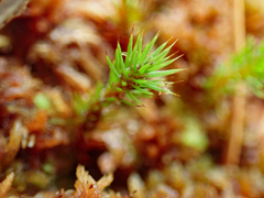 Polytrichum strictum