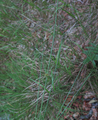 Juncus decipiens