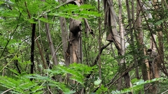 Sciurus niger limitis