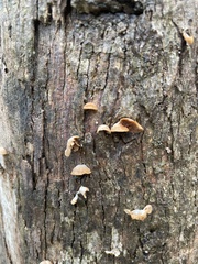 Deconica horizontalis