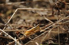 Mecostethus parapleurus