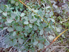 Vaccinium uliginosum