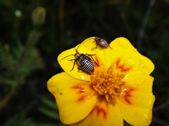 Neocapsus