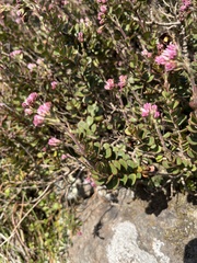 Veronica lavaudiana