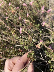 Veronica lavaudiana