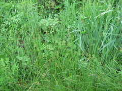 Juncus decipiens