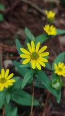 Melampodium montanum