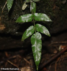 Blechnum chilense