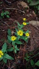 Melampodium montanum