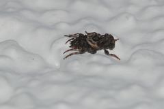 Pogonocherus hispidus