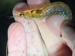 Penaeus