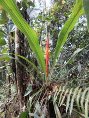Pitcairnia