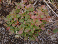 Vaccinium uliginosum