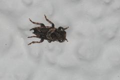 Pogonocherus hispidus