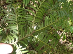 Prumnopitys ferruginea
