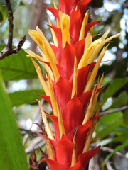 Pitcairnia