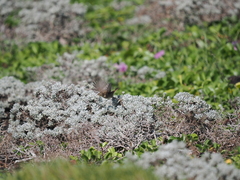 Phylloscopus fuscatus