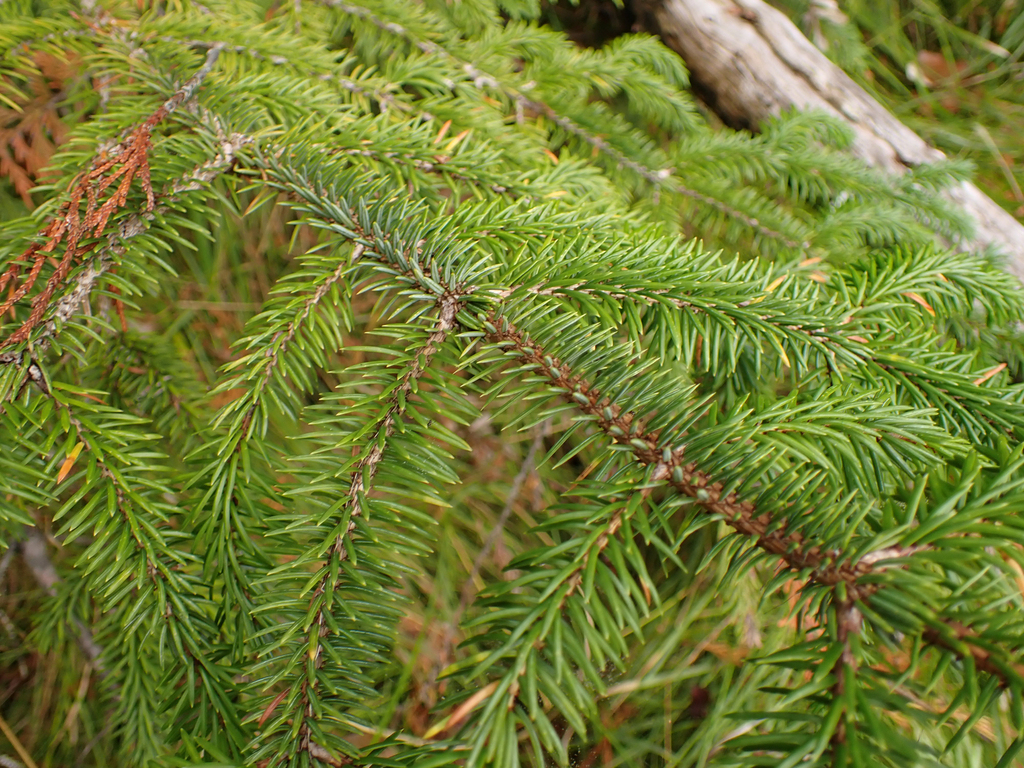 Sitka spruce from Lady Douglas - Don Peninsula, Central Coast, British ...