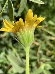 Arnica mollis