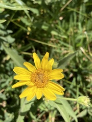 Arnica mollis