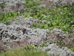 Phylloscopus fuscatus