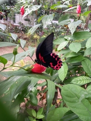 Papilio rumanzovia